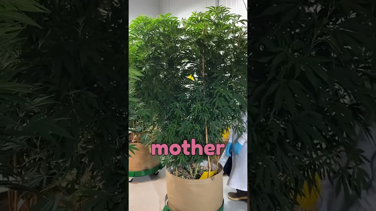 СЕМЕНА НА ПОЛКУ! — То, что нужно! 🤯 