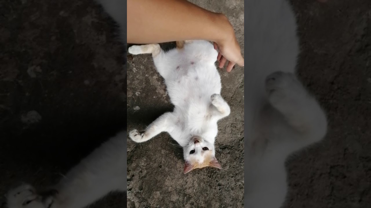 Watch this pregnant cat try to catch my hand - YouTube