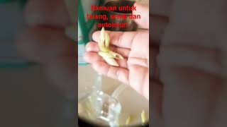 obat herbal autoimun | dr zaidul akbar#youtubeshorts#yearofyou#obatherbal#ramuanherbal