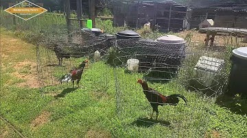 Hmoob Minnesota yug qaib l ไก่ชน l Pakoi l Ganoi l Aseel I Ayam I Shamo I Brazilian l