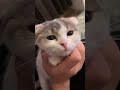 マッサージ好きな猫が可愛すぎる♡#shorts