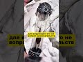 Волосы бороды Пророкаﷺ
