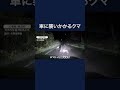「やばいやばい！」車に襲いかかるクマ　北海道 #shorts