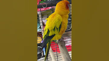 Julie So Lovely Birds Sunconure Parrot Cute Lovebirds Love Pets Julie 
