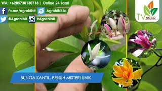 Tanaman Bunga Kantil / Cempaka, Kantil Merah Penuh Misteri Lengkap