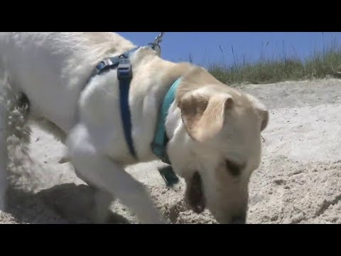 Video: Apakah anjing diperbolehkan di pantai ortley nj?