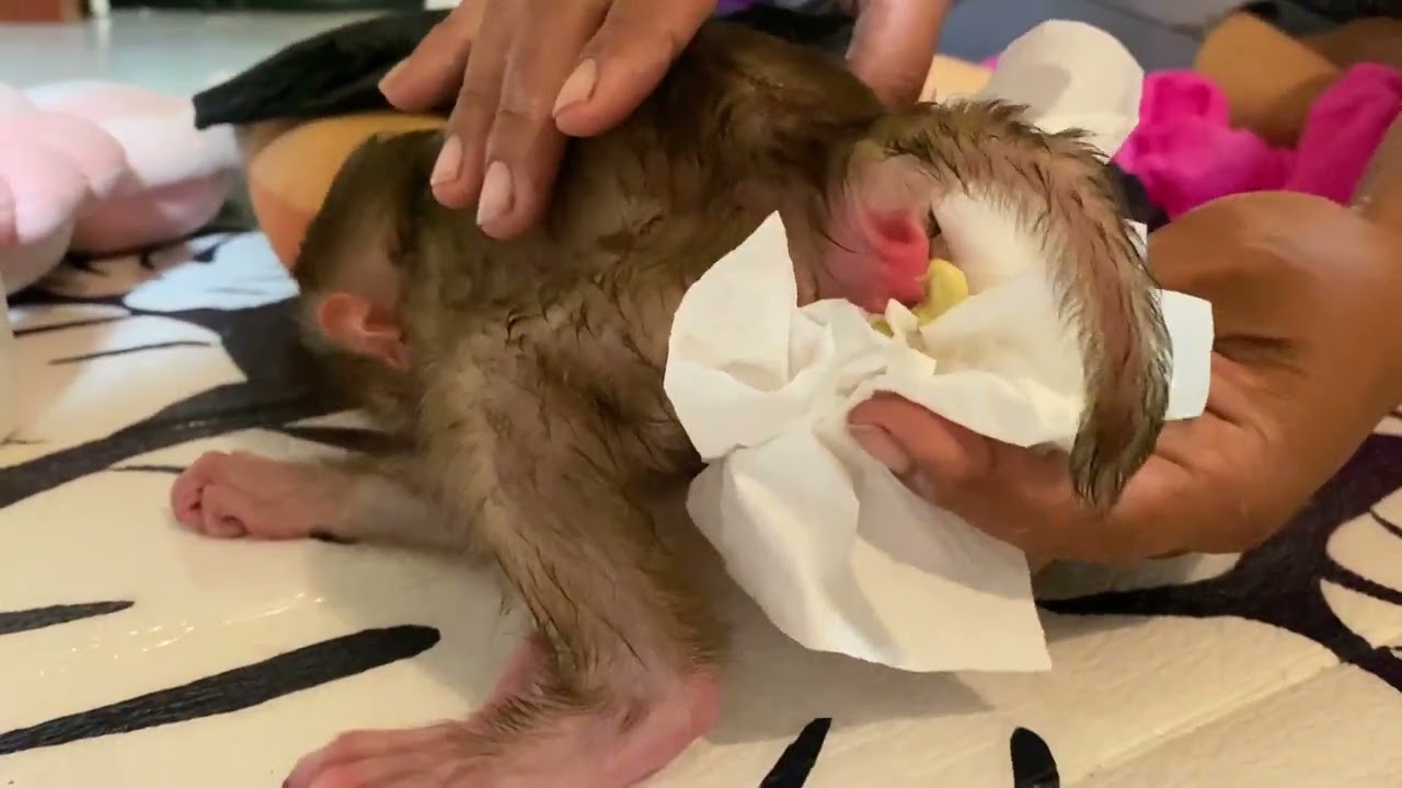 newborn monkey making popo