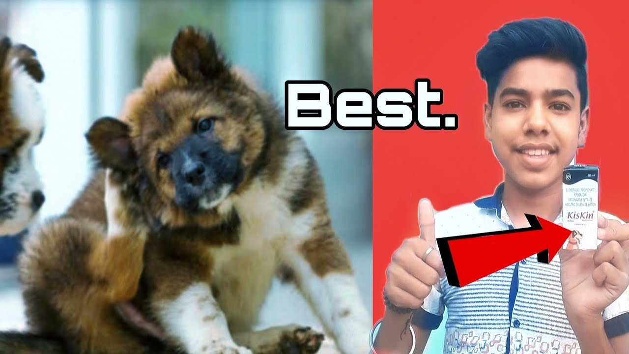 Dogs skin problem solution tips in Hindi please watch - YouTube