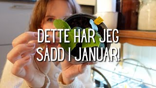 Dette har jeg sådd i januar!