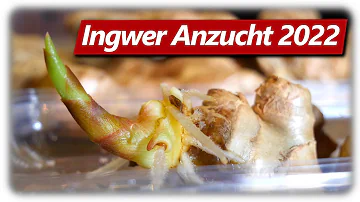 Wie wächst Ingwer am besten?