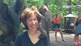 Animals Gone Wild | Countdown The Funniest Wildlife Encounters by Peachy 3,056 views 1 month ago 10 minutes, 14 seconds