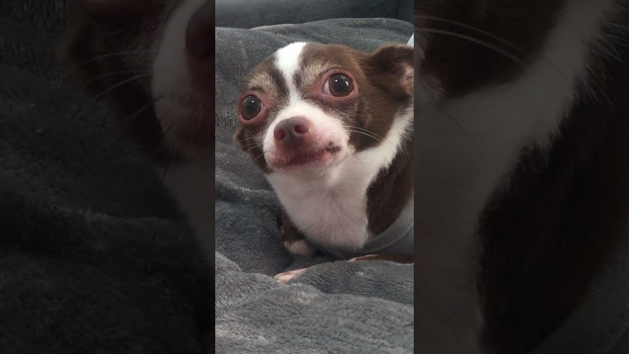 Dog Angry Sound ?‍?? #asmr #chihuahua #shorts