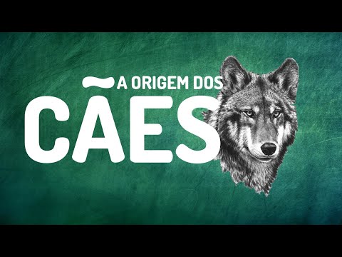 Vídeo: Mais Sobre As Origens Dos Cães Domésticos
