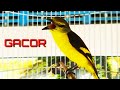 Mantenan Gunung Gacor Cocok Untuk Masteran Dan Pancingan Burung Kesayangan Anda Mp3 - Mp4 Download