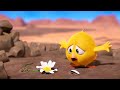 THE LAST FLOWER | Where&#39;s Chicky? | Best Cartoon Collection in English for Kids | New episodes