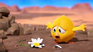 The Last Flower | Where's Chicky? | Best Cartoon Collection In English For Kids | New Episodes