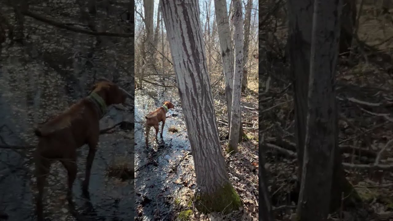 VIZSLA PUPPIES