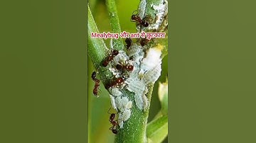 Get rid of mealybugs from hibiscus plants in an easy way /mealybug/#short #shorts #hibiscus