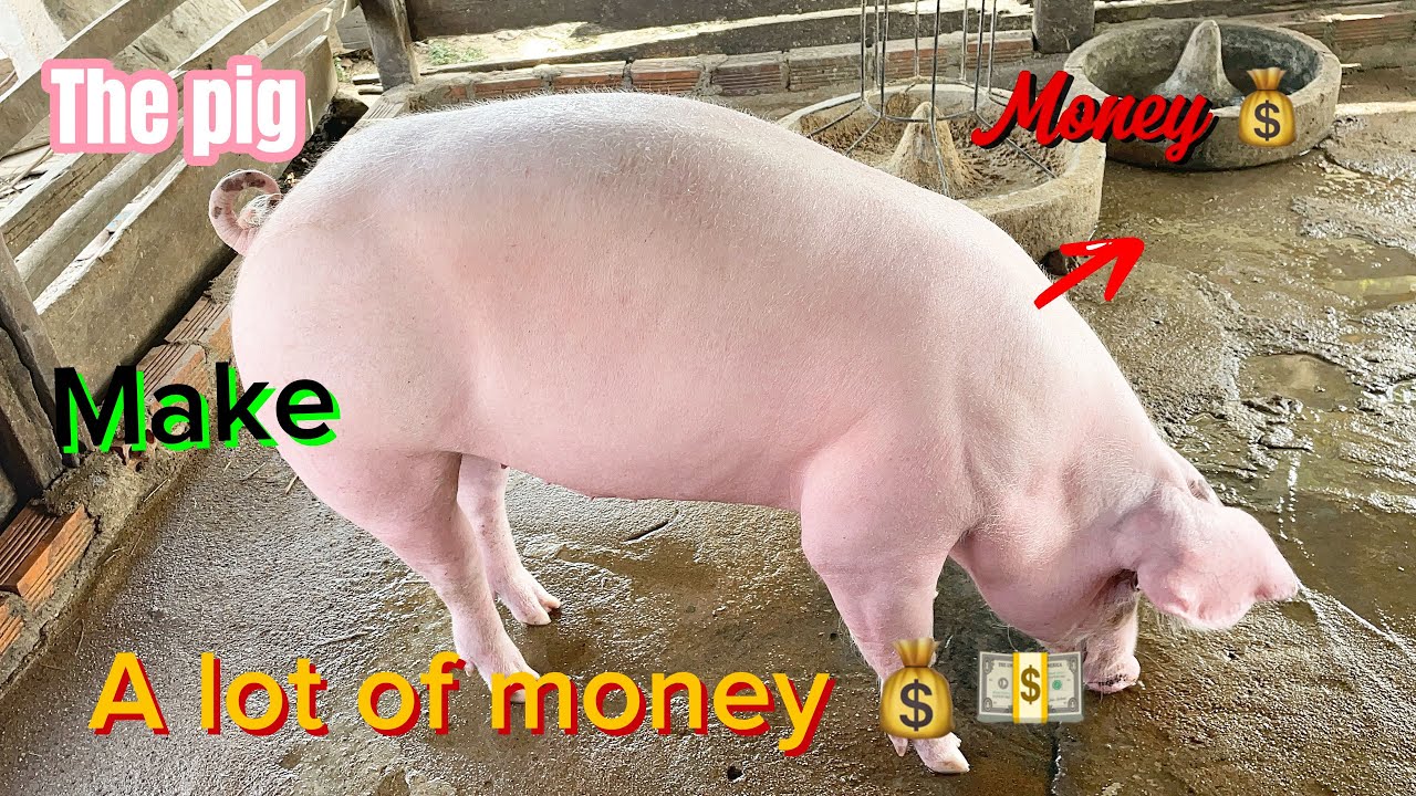 The pig make a money for the people in farming.