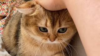 Download Lagu She Found a Kitten Drinking Coffee in a Parking Lot – 6 Months Later, He Did This MP3