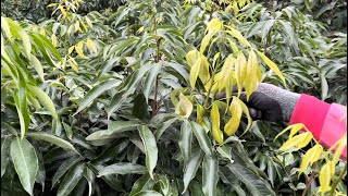 立冬已過，提醒大家此時「荔枝」樹應盡量少澆水！2023年11月12日