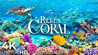 Coral Reefs 4K • Scenic Relaxation Film with Peaceful Relaxing Music and Video Ultra HD by Relaxation Film 25,238 views 7 months ago 3 hours, 1 minute