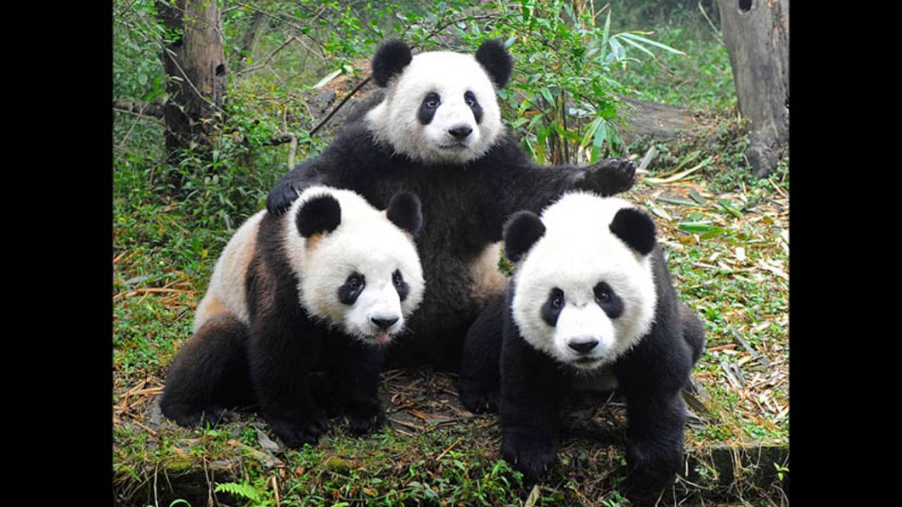Включи где панда. Панда обыкновенная. Большая Панда или бамбуковый медведь. Бамбуковые панды китайские. Австралийская Панда.