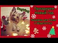 DogVlog: ПРАЗДНУЕМ НОВЫЙ ГОД / ПОДАРКИ ДЛЯ ТИНИ И ШАРЛОТТКИ / ИТОГИ КОНКУРСА