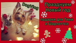 DogVlog: ПРАЗДНУЕМ НОВЫЙ ГОД / ПОДАРКИ ДЛЯ ТИНИ И ШАРЛОТТКИ / ИТОГИ КОНКУРСА by Tiffany York 5,306 views 3 years ago 8 minutes, 9 seconds