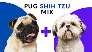 All About Pug Shih Tzu Mix aka Pug Zu