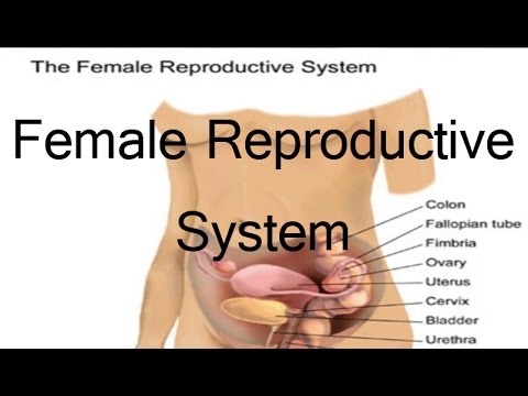 பெண் இனப்பெருக்க உறுப்புகள் - female reproductive - Human Body System and Function