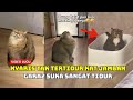 Kucing suka sangat tidur lihat apa jadi masa nak buang hajat