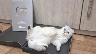 Our Very Beautiful Scottish Fold Cat Snowflake