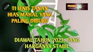 11 JENIS TANAMAN HIAS MAHAL YANG PALING DIBURU DI AWAL TAHUN 2023, YANG HARGANYA STABIL. TETAP MAHAL