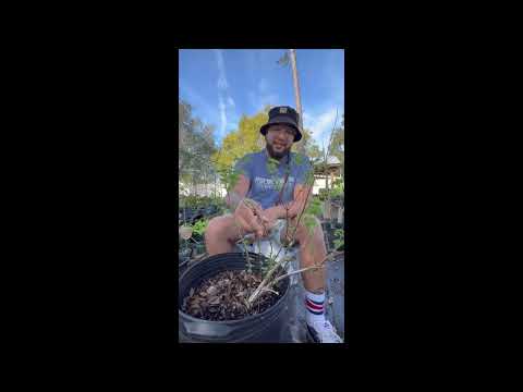 Vídeo: African Blue Basil Plant Info - Usos do manjericão africano e dicas de cultivo