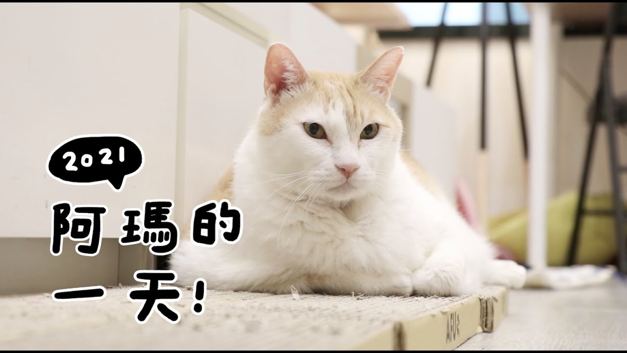 【黃阿瑪的後宮生活】2021阿瑪的一天！