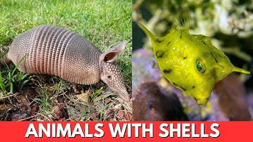 ANIMALS WITH SHELLS for Kids | Learn Animals That Have Shells in English | Part 2
