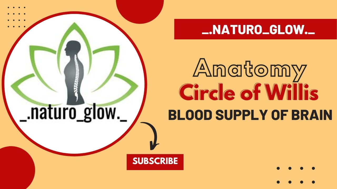 Blood supply of brain - Circle of Willis - Anatomy - Kannada & English ...