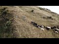 Feral Goat Mustering