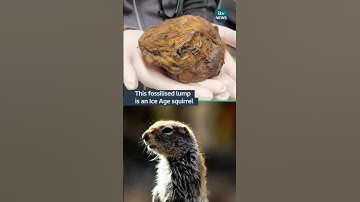 Scientists identified this fossilised lump as an Ice Age squirrel #itvnews #canada #iceage #squirrel