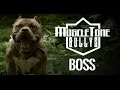 American Bully - BOSS 2015