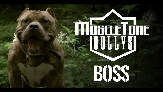 AMERICAN BULLY KENNEL - LOUIS V LINE BULLYS 