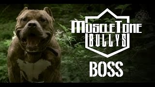 American Bully  BOSS 2015