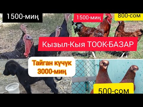 Video: Келемиштер мыкты үй жаныбарларын жасашат