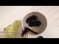 Мадагаскарские Шипящие Тараканы + СКОЛУХА