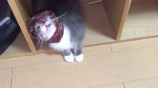 袋に突っ込んで混乱する猫 ノルウェージャンフォレストキャット Confusion put the head in a bag. Norwegian Forest Cat.