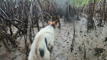 Đi tìm con rái cá lông mũi cuối cùng trong rừng ngập mặn Việt Nam