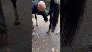 Hot One 😮‍💨 #Farrier #Horsecare #Asmr #Satisfying #Horse #Oddlysatisfying