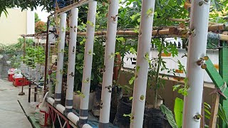 Build Vertical hydroponic farming with Aeroponic System #aeroponic #hydroponics