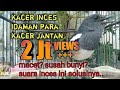 Suara Terapi Kacer Betina Bikin Kacer Jantan Gila Mp3 - Mp4 Download